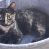Vichy  buntes Kitten sucht liebevolles Zuhause