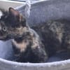 Vichy  buntes Kitten sucht liebevolles Zuhause