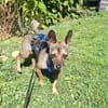 Pinscher-Chihuahua-Mix Dobby