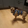 Pinscher-Chihuahua-Mix Dobby