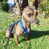 Pinscher-Chihuahua-Mix Dobby