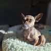 Pinscher-Chihuahua-Mix Dobby