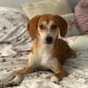 Storm sucht sein Für-Immer-Zuhause!