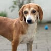 Storm sucht sein Für-Immer-Zuhause!