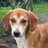 Storm sucht sein Für-Immer-Zuhause!