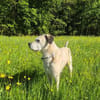 Sensibler Lindon sucht neues Zuhause