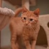 Vermittlungshilfe Kitten