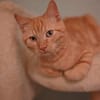 Vermittlungshilfe Kitten