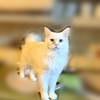 Snowy sucht ein liebevolles Zuahuse