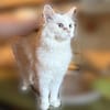 Snowy sucht ein liebevolles Zuahuse