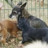 Mila, zutraulich, offen, freundlich
