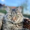 Yuki & Kuzya suchen liebevolles Zuhause