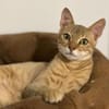 Simba sucht liebevolles Zuhause