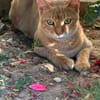 Simba sucht liebevolles Zuhause