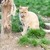 Simba sucht liebevolles Zuhause