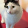 Sugar sucht ein neues Zuhause