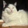 Sugar sucht ein neues Zuhause