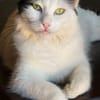 Sugar sucht ein neues Zuhause