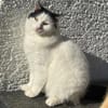 Sugar sucht ein neues Zuhause