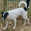 Kathi, agil, verspielt, freundlich