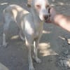 Yakira1 sucht ein Zuhause - NEUIGKEITEN!!!!!