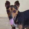 Rusty1 sucht sein Zuhause - NEUE FOTOS UND VIDEO!!!!