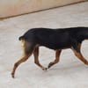 Rusty1 sucht sein Zuhause - NEUE FOTOS UND VIDEO!!!!