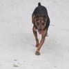 Rusty1 sucht sein Zuhause - NEUE FOTOS UND VIDEO!!!!