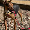 Rusty1 sucht sein Zuhause - NEUE FOTOS UND VIDEO!!!!
