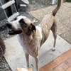 Layla sucht ein neues Zuhause