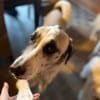 Layla sucht ein neues Zuhause