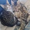 Mila & Maxi suchen gemeinsam ein Zuhause