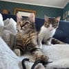 Mila & Maxi suchen gemeinsam ein Zuhause