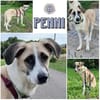PENNI ° freundliche, anhängliche und sanfte junge Hundedame