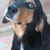 Jack 6 -verschmust und verspielt-