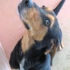 Jack 6 -verschmust und verspielt-
