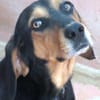 Jack 6 -verschmust und verspielt-