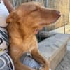 Roy2 sucht sein Zuhause - NEUIGKEITEN!!!