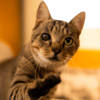 BALOU (RESERVE) A17523