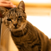 BALOU (RESERVE) A17523
