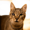 BALOU (RESERVE) A17523