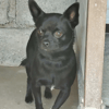 PACO