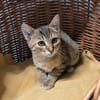 Chaca