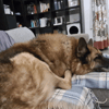 JO