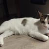 LULU