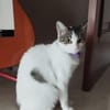 LULU