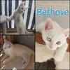 BETHOVE