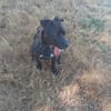 KOBA