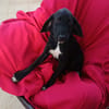 MOLLY