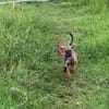 Zelda, Femelle, X Berger, née le 15/07/2026 🐶
